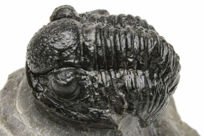 Detailed Gerastos Trilobite Fossil - Morocco #226633